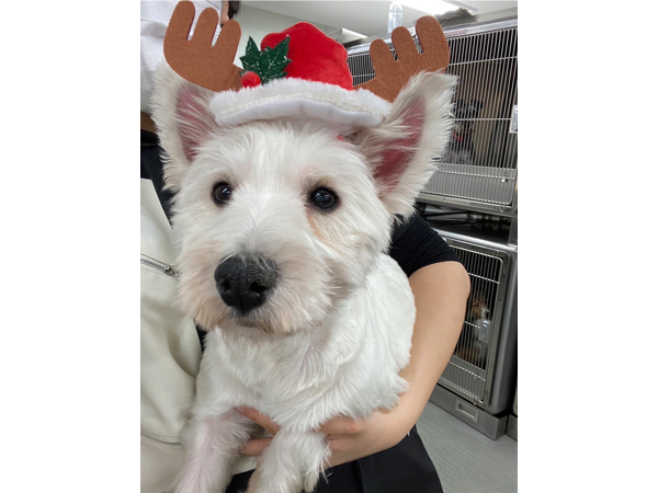 生徒が撮影したモデル犬☆